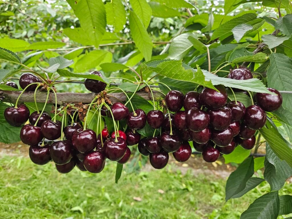 20250725 143944 1024x768