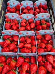 Hollandse aardbeien “𝗙𝗿𝘂𝗶𝘁𝗷𝘂𝘄𝗲𝗲𝗹𝘁𝗷𝗲𝘀”