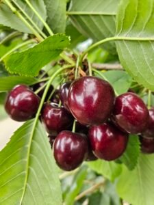 KERSENSEIZOEN VOORBIJ