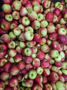 Nieuwe oogst appels en peren