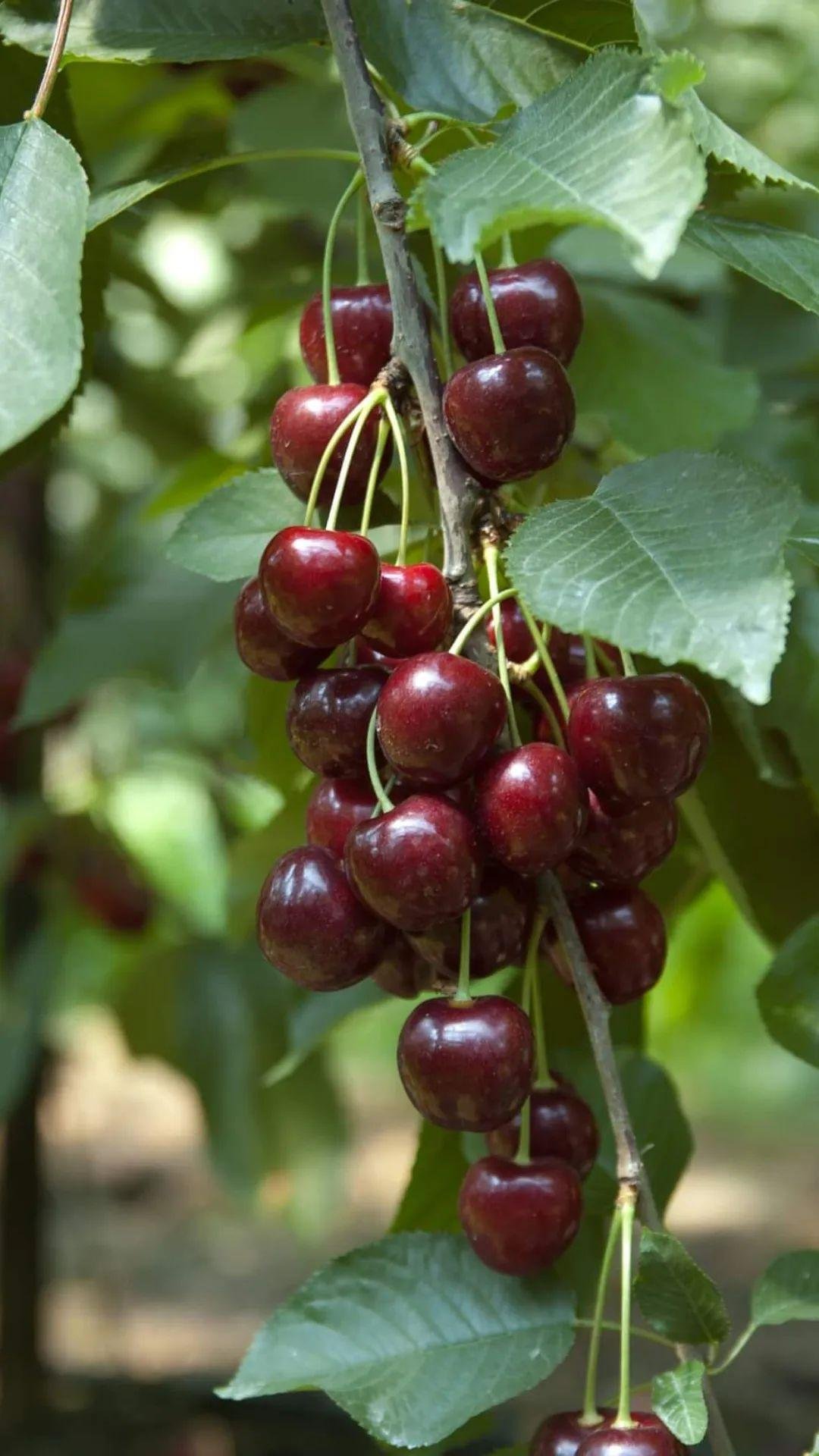kersenfoto, toevoegen bij de 3 slide foto's , onder de hoofdfoto's
